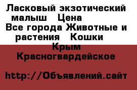 Ласковый экзотический малыш › Цена ­ 25 000 - Все города Животные и растения » Кошки   . Крым,Красногвардейское